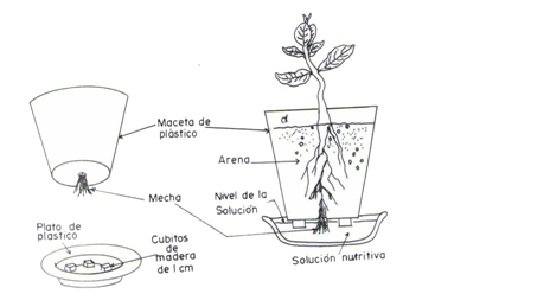 Diagrama de macetas y plantas en hidroponia cultivos hidropónicos o sistemas de hidroponía