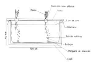 Hidroponía - Cultivo hidropónico - Importancia del cultivo hidropónico - Ventajas de la hidroponía