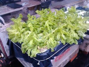 Hidroponía - Cultivo hidropónico - Importancia del cultivo hidropónico - Ventajas de la hidroponía
