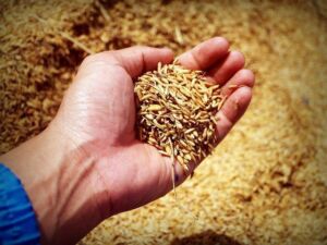 Hidroponía - Cultivo hidropónico - Importancia del cultivo hidropónico - Ventajas de la hidroponía