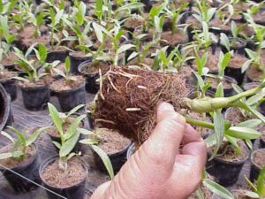 Hidroponía - Cultivo hidropónico - Importancia del cultivo hidropónico - Ventajas de la hidroponía