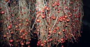 Hidroponía - Cultivo hidropónico - Importancia del cultivo hidropónico - Ventajas de la hidroponía