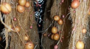 Hidroponía - Cultivo hidropónico - Importancia del cultivo hidropónico - Ventajas de la hidroponía