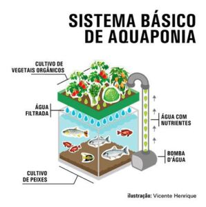 Hidroponía - Cultivo hidropónico - Importancia del cultivo hidropónico - Ventajas de la hidroponía