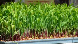 Hidroponía - Cultivo hidropónico - Importancia del cultivo hidropónico - Ventajas de la hidroponía
