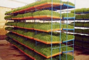 Hidroponía - Cultivo hidropónico - Importancia del cultivo hidropónico - Ventajas de la hidroponía