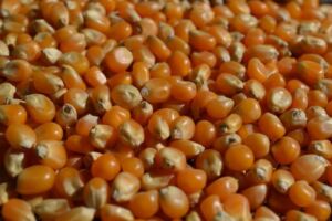 Hidroponía - Cultivo hidropónico - Importancia del cultivo hidropónico - Ventajas de la hidroponía