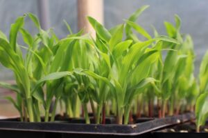 Hidroponía - Cultivo hidropónico - Importancia del cultivo hidropónico - Ventajas de la hidroponía