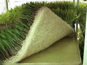 Hidroponía - Cultivo hidropónico - Importancia del cultivo hidropónico - Ventajas de la hidroponía