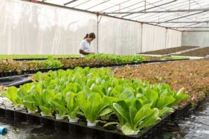 Hidroponía - Cultivo hidropónico - Importancia del cultivo hidropónico - Ventajas de la hidroponía