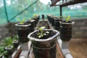 Hidroponía - Cultivo hidropónico - Importancia del cultivo hidropónico - Ventajas de la hidroponía