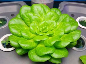 Hidroponía - Cultivo hidropónico - Importancia del cultivo hidropónico - Ventajas de la hidroponía