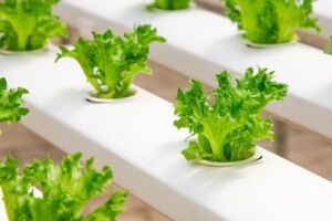 Hidroponía - Cultivo hidropónico - Importancia del cultivo hidropónico - Ventajas de la hidroponía