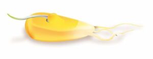 Hidroponía - Cultivo hidropónico - Importancia del cultivo hidropónico - Ventajas de la hidroponía