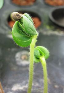 Hidroponía - Cultivo hidropónico - Importancia del cultivo hidropónico - Ventajas de la hidroponía