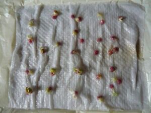 Hidroponía - Cultivo hidropónico - Importancia del cultivo hidropónico - Ventajas de la hidroponía