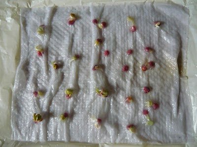 semillas de rabanito sobre servilleta para su germinacion
