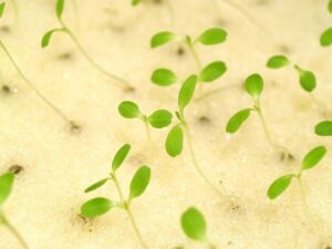Hidroponía - Cultivo hidropónico - Importancia del cultivo hidropónico - Ventajas de la hidroponía