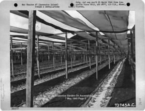 Hidroponía - Cultivo hidropónico - Importancia del cultivo hidropónico - Ventajas de la hidroponía