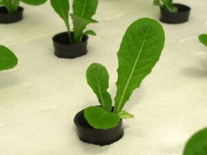 Hidroponía - Cultivo hidropónico - Importancia del cultivo hidropónico - Ventajas de la hidroponía