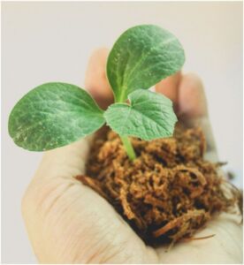 Hidroponía - Cultivo hidropónico - Importancia del cultivo hidropónico - Ventajas de la hidroponía