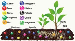 Hidroponía - Cultivo hidropónico - Importancia del cultivo hidropónico - Ventajas de la hidroponía