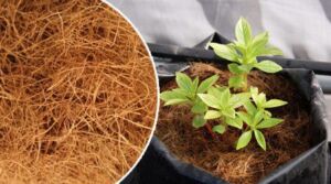 Hidroponía - Cultivo hidropónico - Importancia del cultivo hidropónico - Ventajas de la hidroponía