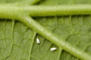 Hidroponía - Cultivo hidropónico - Importancia del cultivo hidropónico - Ventajas de la hidroponía