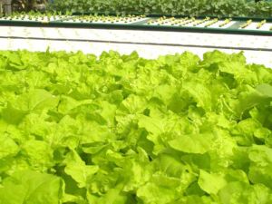 Hidroponía - Cultivo hidropónico - Importancia del cultivo hidropónico - Ventajas de la hidroponía