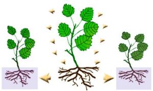 Hidroponía - Cultivo hidropónico - Importancia del cultivo hidropónico - Ventajas de la hidroponía