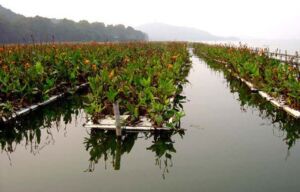 Hidroponía - Cultivo hidropónico - Importancia del cultivo hidropónico - Ventajas de la hidroponía