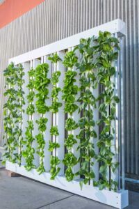 Hidroponía - Cultivo hidropónico - Importancia del cultivo hidropónico - Ventajas de la hidroponía