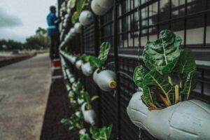 Hidroponía - Cultivo hidropónico - Importancia del cultivo hidropónico - Ventajas de la hidroponía