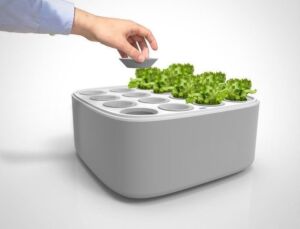 Hidroponía - Cultivo hidropónico - Importancia del cultivo hidropónico - Ventajas de la hidroponía