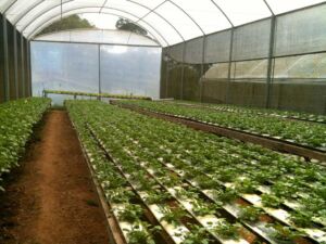Hidroponía - Cultivo hidropónico - Importancia del cultivo hidropónico - Ventajas de la hidroponía