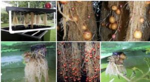 Hidroponía - Cultivo hidropónico - Importancia del cultivo hidropónico - Ventajas de la hidroponía
