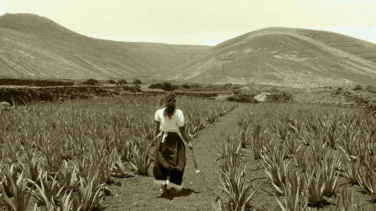 Foto antigua de mujer caminando entre un cultivo de aloe