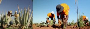 Sábila - Cultivo de sábila - aloe vera - Usos de la sábila - Distancia de siembra de la sábila - Manejo agronómico de la sábila - Plagas y enfermedades de la sábila - cosecha de la sábila