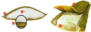 Sábila - Cultivo de sábila - aloe vera - Usos de la sábila - Distancia de siembra de la sábila - Manejo agronómico de la sábila - Plagas y enfermedades de la sábila - cosecha de la sábila