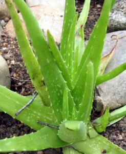 Sábila - Cultivo de sábila - aloe vera - Usos de la sábila - Distancia de siembra de la sábila - Manejo agronómico de la sábila - Plagas y enfermedades de la sábila - cosecha de la sábila