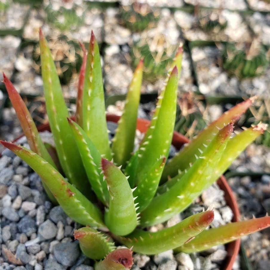 Aloe variedad chinensis