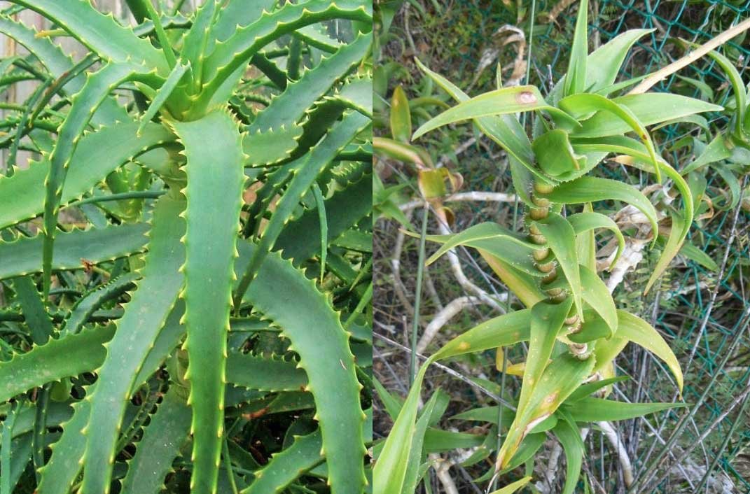 Aloe arborescensis. y Aloe ciliaris.