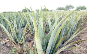 Sábila - Cultivo de sábila - aloe vera - Usos de la sábila - Distancia de siembra de la sábila - Manejo agronómico de la sábila - Plagas y enfermedades de la sábila - cosecha de la sábila