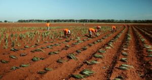 Sábila - Cultivo de sábila - aloe vera - Usos de la sábila - Distancia de siembra de la sábila - Manejo agronómico de la sábila - Plagas y enfermedades de la sábila - cosecha de la sábila