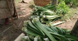 Sábila - Cultivo de sábila - aloe vera - Usos de la sábila - Distancia de siembra de la sábila - Manejo agronómico de la sábila - Plagas y enfermedades de la sábila - cosecha de la sábila