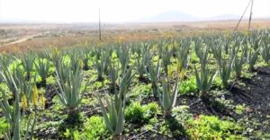 Sábila - Cultivo de sábila - aloe vera - Usos de la sábila - Distancia de siembra de la sábila - Manejo agronómico de la sábila - Plagas y enfermedades de la sábila - cosecha de la sábila