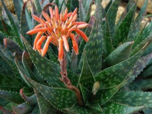Sábila - Cultivo de sábila - aloe vera - Usos de la sábila - Distancia de siembra de la sábila - Manejo agronómico de la sábila - Plagas y enfermedades de la sábila - cosecha de la sábila