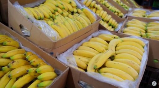 Cultivo de Banano en 2 minutos