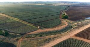 Sábila - Cultivo de sábila - aloe vera - Usos de la sábila - Distancia de siembra de la sábila - Manejo agronómico de la sábila - Plagas y enfermedades de la sábila - cosecha de la sábila