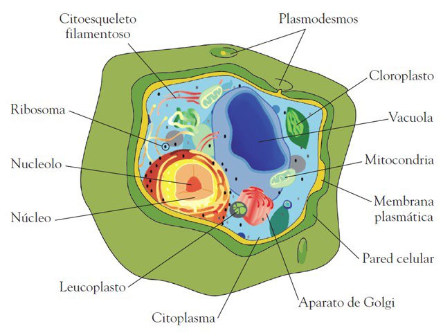 Dibujo de una célula vegetal o microalga